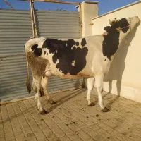 2راس گاو شیری.گوساله نر پای پروار