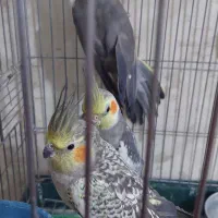 عروس هلندی
