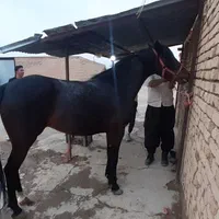 اسب|اسب و تجهیزات اسب‌سواری|اراک, |دیوار