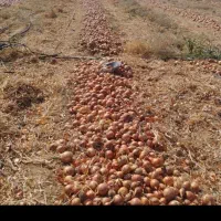 پیاز|خوردنی و آشامیدنی|بناب, |دیوار