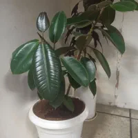 گل و گیاه آپارتمانی