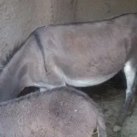 شیرخر