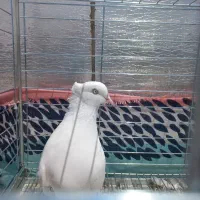 کفتر سفید اراکی