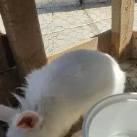 خرگوش لوپ بازیگوش