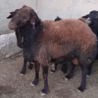 قوچ نر قزل|حیوانات مزرعه|سلطانیه, |دیوار