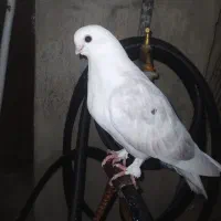 کبوتر