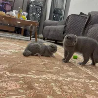 گربه اسکاتیش|گربه|اهواز, کوروش|دیوار