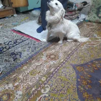 سگ پا کوتاه|سگ|کمیجان, |دیوار