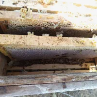 عسل طبیعی|خوردنی و آشامیدنی|مهاباد (آذربایجان غربی), |دیوار