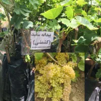 انگور بیدانه سفید و قرمز ارسال از تاکستان