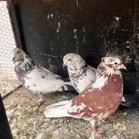 کفتر|پرنده|کرج, عظیمیه|دیوار