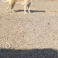 ماده سرابی|سگ|شیروان (لرستان), |دیوار