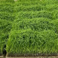 توم نشا باکس هاشمی اعلا سبز درجه ۱