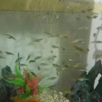 ماهی ماهی گوپی|ماهی|سیرجان, |دیوار