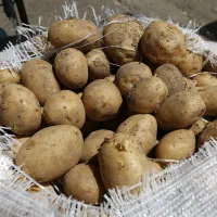 سیب زمینی بدون کود