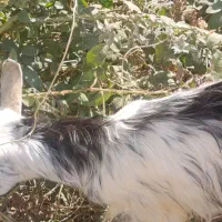 یک راس بزغاله شیرمست|حیوانات مزرعه|کرج, خرمدشت|دیوار