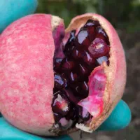 انار عقدا|خوردنی و آشامیدنی|عقدا, |دیوار