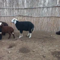 فروش ۷۰راس بره شیرمست