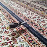 فروش عروس هلندی نر و ماده