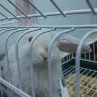 خرگوش لوپ خارجی|موش و خرگوش|نیشابور, شهید بهشتی|دیوار