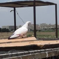 کفتر پرشی سو دار