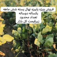 نهالستان پسته