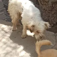 واگذاری سگ