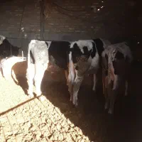 ۱۲ راس گوساله هلشتاین درجه یک|حیوانات مزرعه|شازند, |دیوار