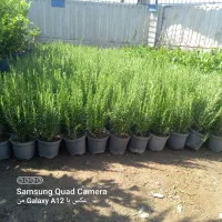 خدمات باغبانی گل کاری وهرس کاری در سرا سر تهران|خدمات باغبانی و درختکاری|تهران, نیروی هوایی (پیروزی)|دیوار