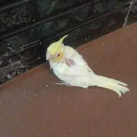 عروس‌هلندی