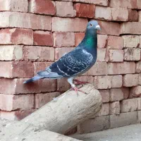 دوبر نره مسافتی