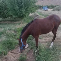 فروش کره اسب