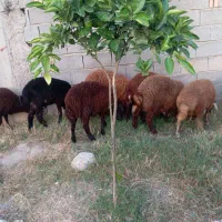 نر بره افشار