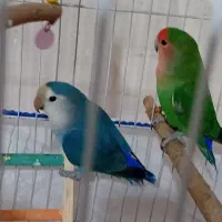 طوطی برزیلی نر و ماده|پرنده|شیراز, سلطان آباد|دیوار