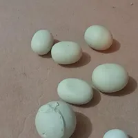 سنگ اسیاب