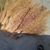 جارو محلی
