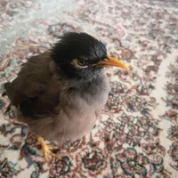 مرغ مینا گمشده