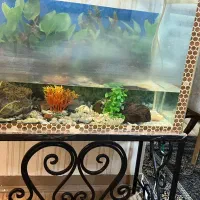 فروش اکواریم|ماهی|بندرعباس, |دیوار