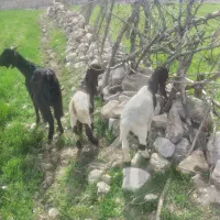 دو‌بز‌وبزغاله‌داشتی