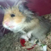 همستر و ملزومات نگهداری چرخ و فلک آبخوری پوشال