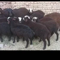 بره نر