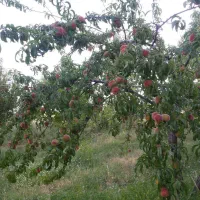 فروش یا  معاوضه باغ