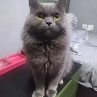 گربه هیمالین گربه بیریتیش گربه بالغ