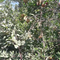 فروش باغ در روستای خوش اب و هوای زواریان|فروش زمین و ملک کلنگی|سلفچگان, |دیوار