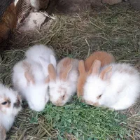 بچه خرگوش لوپ بسیار سرحالو بازی گوش