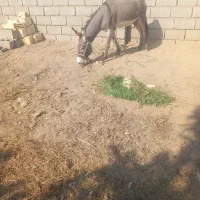 الاغ رهبار نر|حیوانات مزرعه|قلعه قاضی, |دیوار