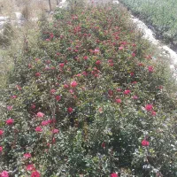 انواع گل  رز زرشک پیری کانتا|گل و گیاه طبیعی|الیگودرز, |دیوار