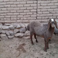 برنردورگ پاکستانی