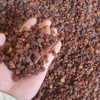 کشمش|خوردنی و آشامیدنی|سنندج, |دیوار