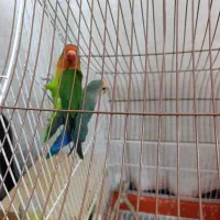 یه جفت طوطی برزیلی باقفس|پرنده|شیراز, شهرک کوشکک|دیوار